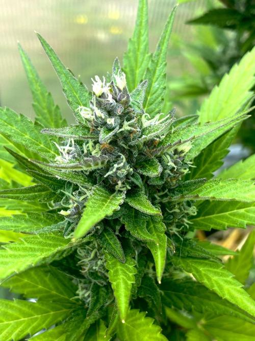 Strawberry Gorilla Outdoor, Germany. Week 11