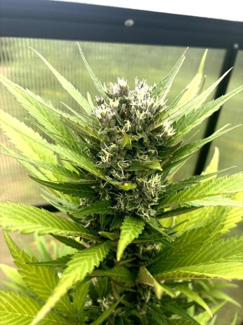 Strawberry Gorilla Outdoor, Germany. Week 11