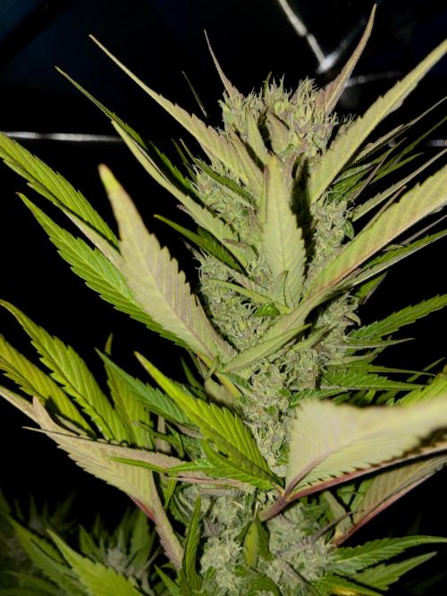Strawberry Gorilla Outdoor, Germany. Week 11