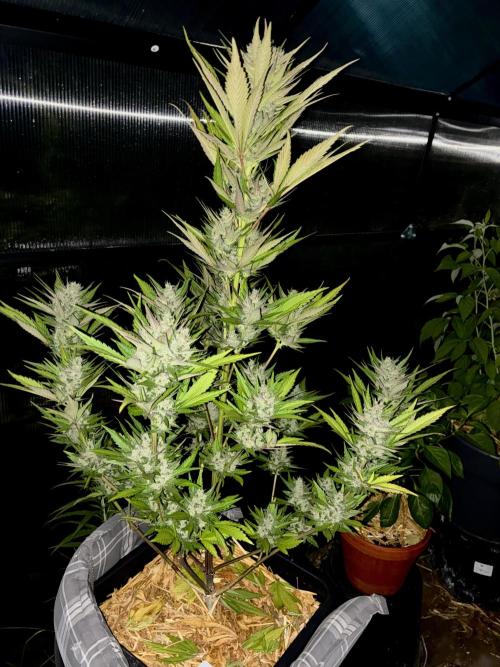 Strawberry Gorilla Outdoor, Germany. Week 11