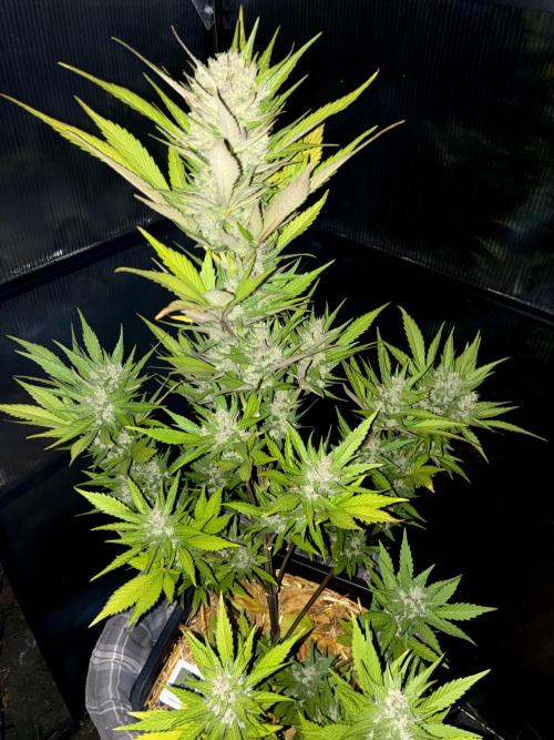Strawberry Gorilla Outdoor, Germany. Week 11
