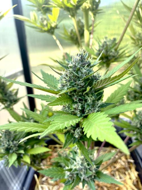 Strawberry Gorilla Outdoor, Germany. Week 12