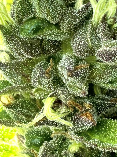 Strawberry Gorilla Outdoor, Germany. Week 12