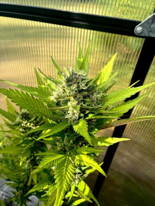 Strawberry Gorilla Outdoor, Germany. Week 12
