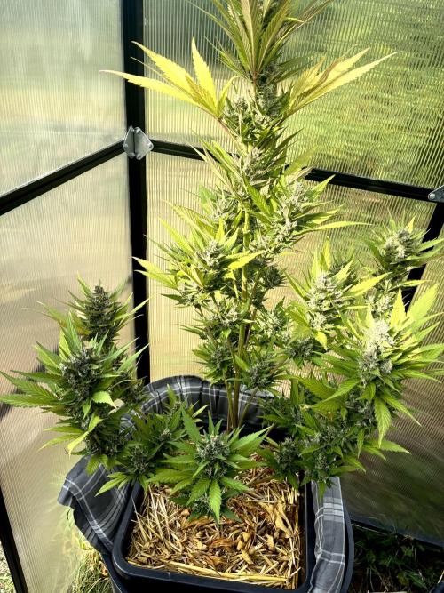 Strawberry Gorilla Outdoor, Germany. Week 12