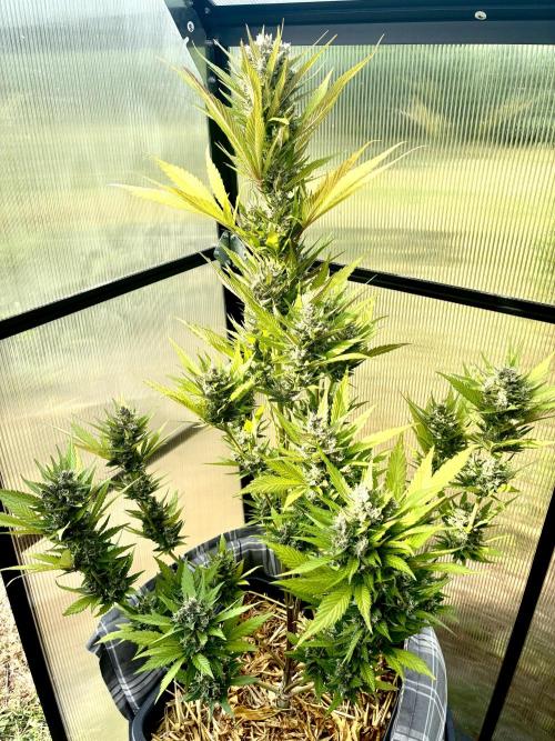 Strawberry Gorilla Outdoor, Germany. Week 12