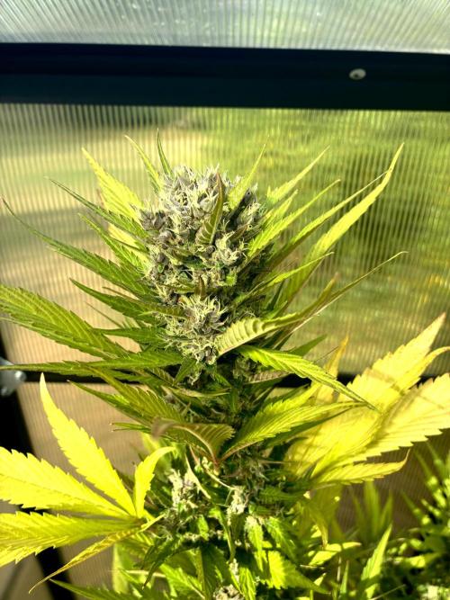 Strawberry Gorilla Outdoor, Germany. Week 12