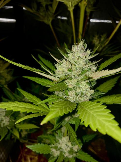 Strawberry Gorilla Outdoor, Germany. Week 12