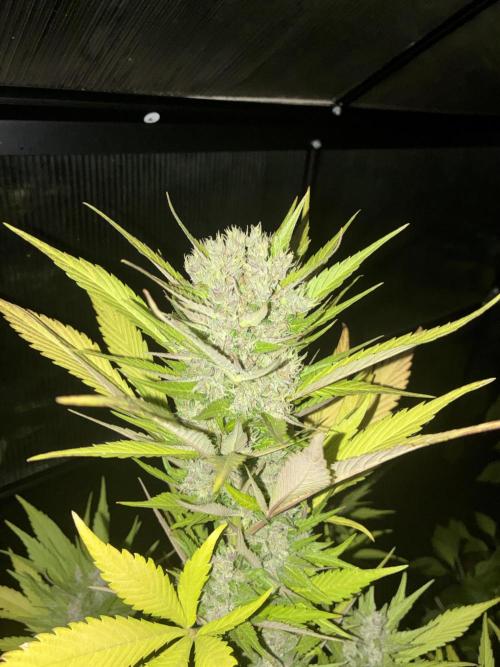 Strawberry Gorilla Outdoor, Germany. Week 12