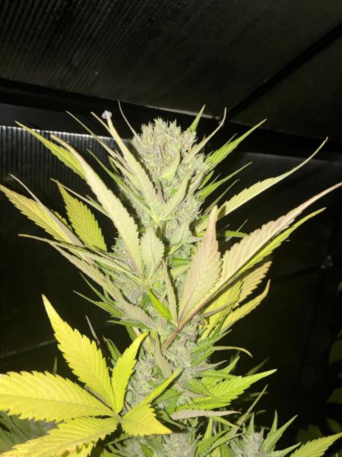 Strawberry Gorilla Outdoor, Germany. Week 12