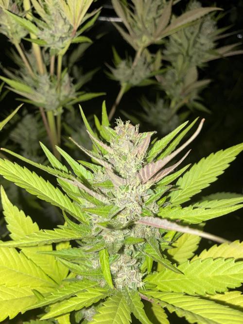 Strawberry Gorilla Outdoor, Germany. Week 12