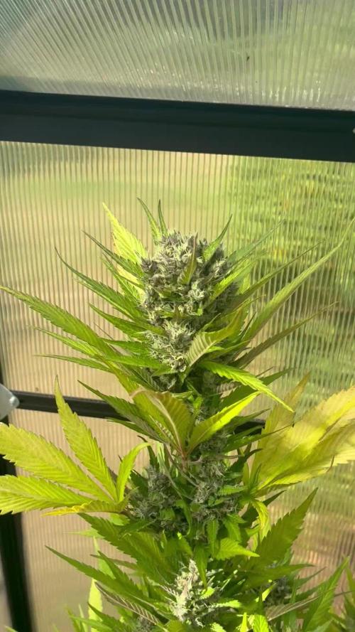 Strawberry Gorilla Outdoor, Germany
