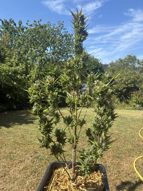 Strawberry Gorilla Outdoor, Germany. Week 13