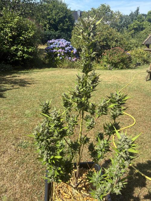 Strawberry Gorilla Outdoor, Germany. Week 13