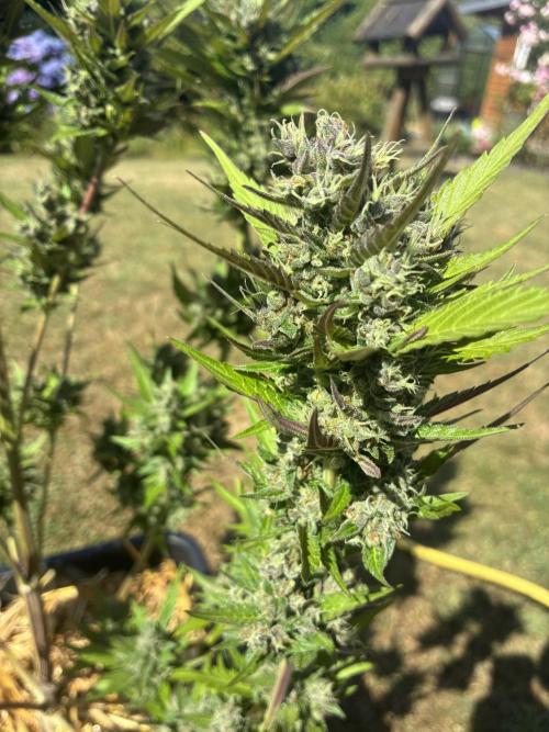 Strawberry Gorilla Outdoor, Germany. Week 13