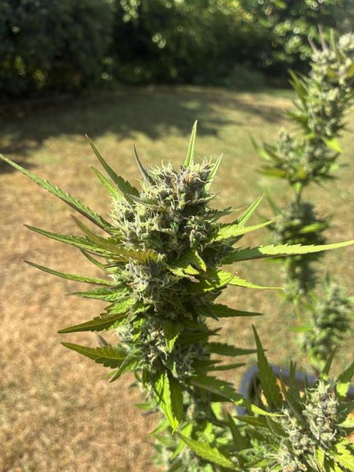 Strawberry Gorilla Outdoor, Germany. Week 13