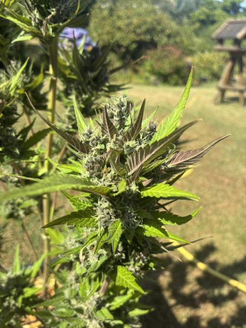 Strawberry Gorilla Outdoor, Germany. Week 13