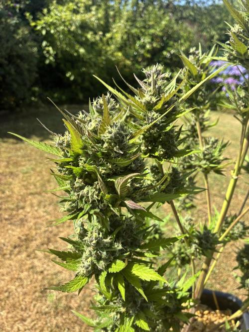 Strawberry Gorilla Outdoor, Germany. Week 13
