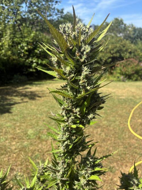 Strawberry Gorilla Outdoor, Germany. Week 13