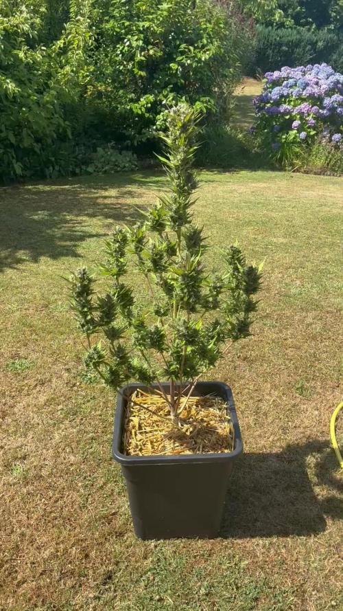 Strawberry Gorilla Outdoor, Germany