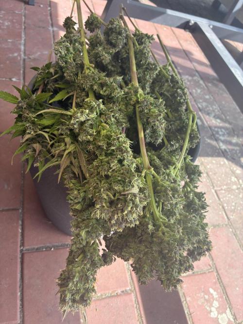 Strawberry Gorilla Outdoor, Germany. Week 13