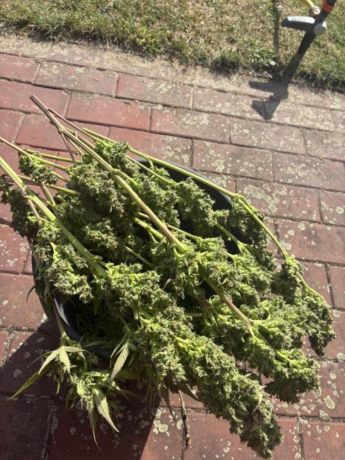 Strawberry Gorilla Outdoor, Germany. Week 13