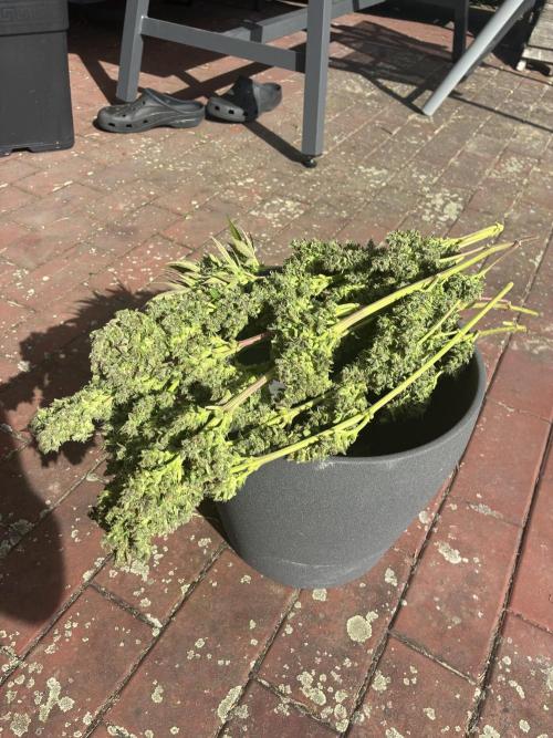 Strawberry Gorilla Outdoor, Germany. Week 13