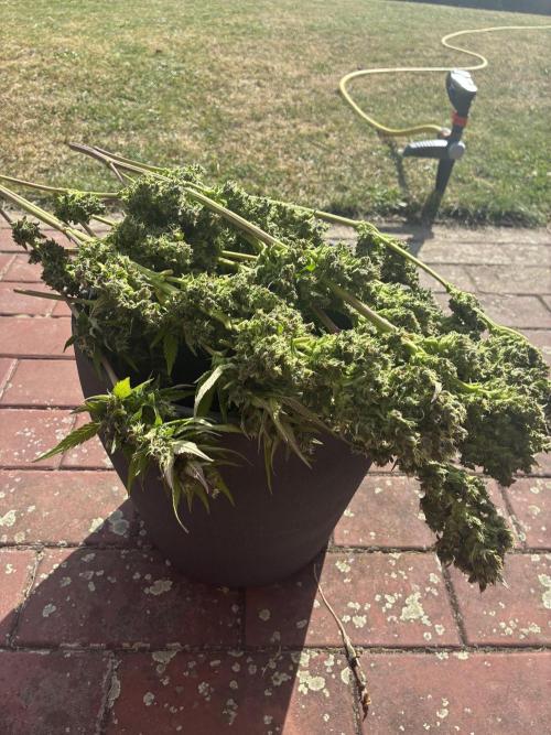 Strawberry Gorilla Outdoor, Germany. Week 13