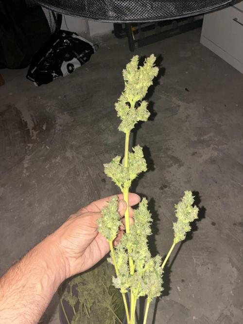 Strawberry Gorilla Outdoor, Germany. Week 13