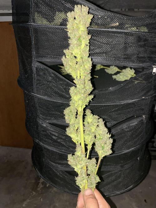 Strawberry Gorilla Outdoor, Germany. Week 13