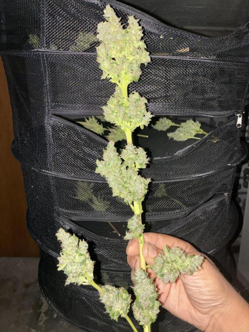 Strawberry Gorilla Outdoor, Germany. Week 13