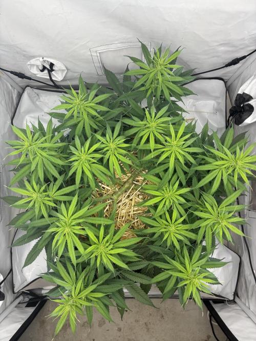 Tropicanna Poison F1 FF Mainline. Week 11