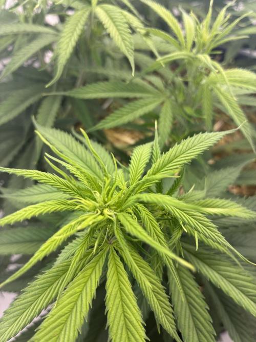 Tropicanna Poison F1 FF Mainline. Week 11