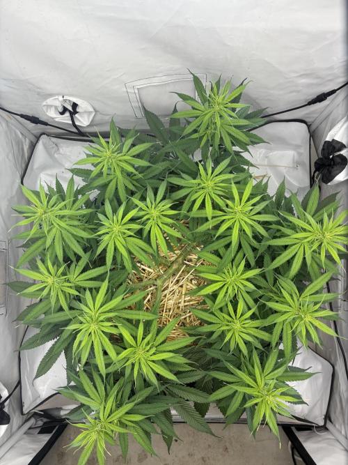 Tropicanna Poison F1 FF Mainline. Week 11