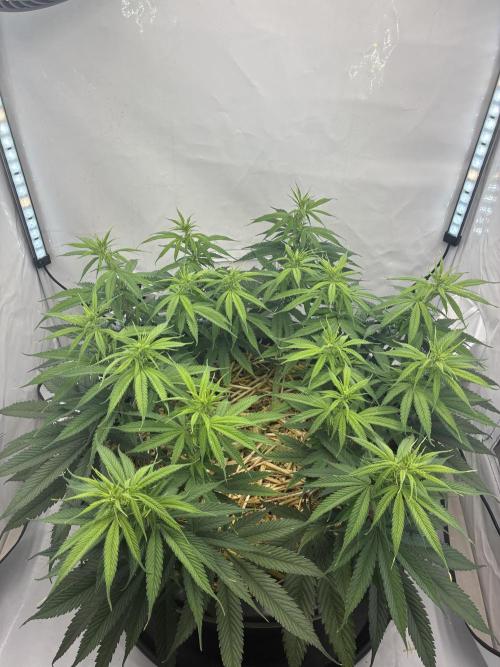Tropicanna Poison F1 FF Mainline. Week 11