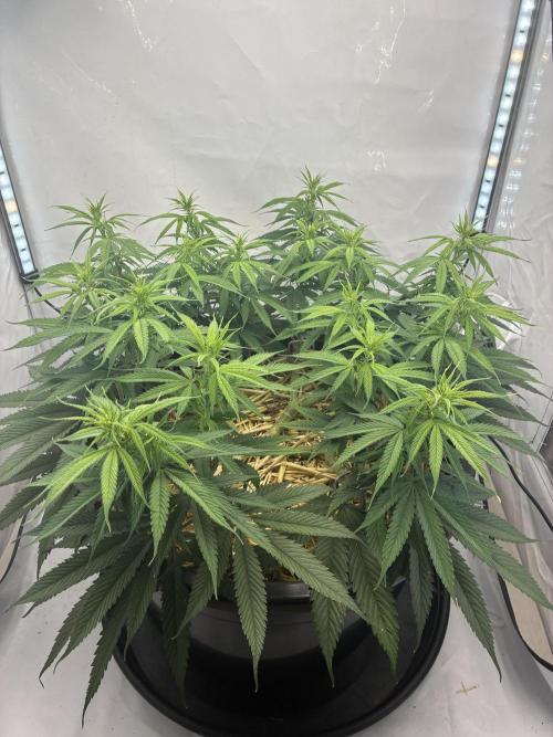 Tropicanna Poison F1 Fast Version. Week 11