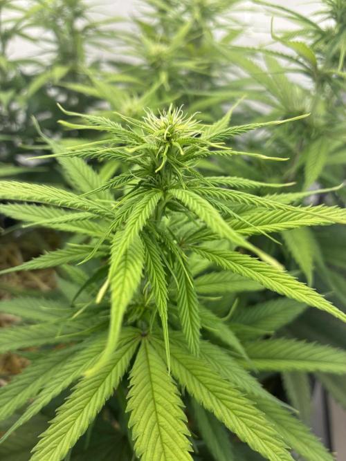 Tropicanna Poison F1 FF Mainline. Week 12