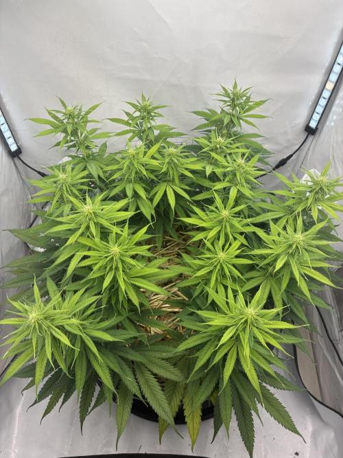 Tropicanna Poison F1 FF Mainline. Week 12