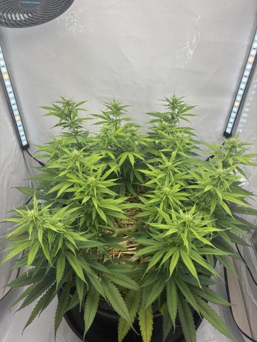 Tropicanna Poison F1 FF Mainline. Week 12