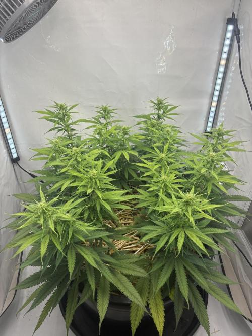 Tropicanna Poison F1 FF Mainline. Week 12