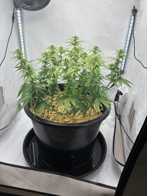 Tropicanna Poison F1 FF Mainline. Week 12