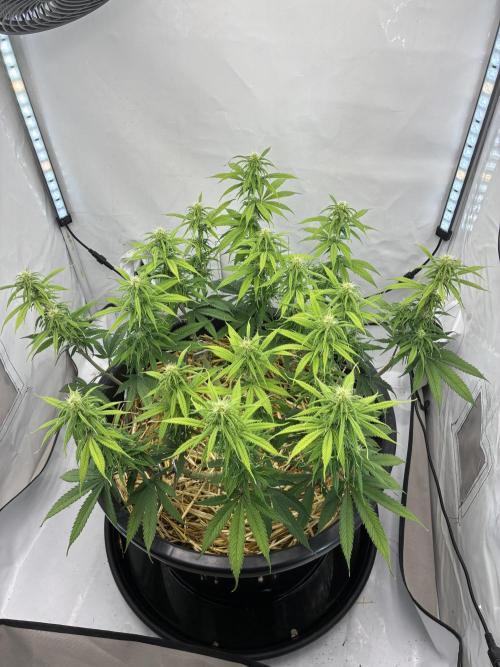 Tropicanna Poison F1 FF Mainline. Week 12