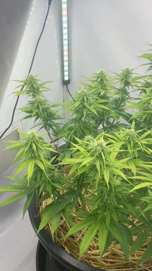 Tropicanna Poison F1 FF Mainline