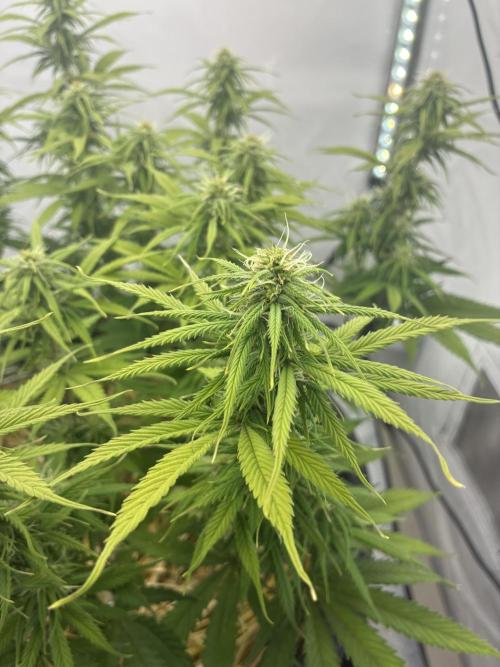 Tropicanna Poison F1 FF Mainline. Week 13