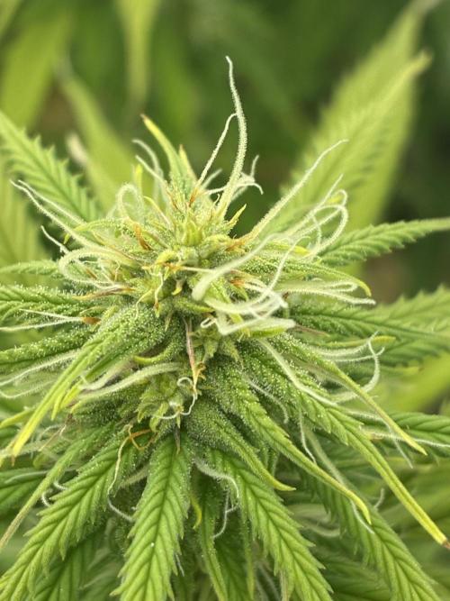 Tropicanna Poison F1 FF Mainline. Week 13