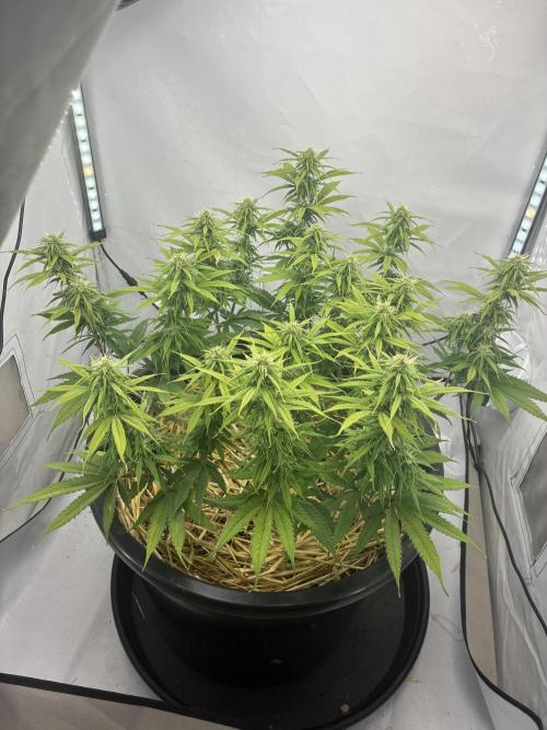 Tropicanna Poison F1 FF Mainline. Week 13