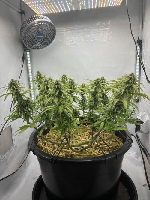 Tropicanna Poison F1 FF Mainline. Week 14