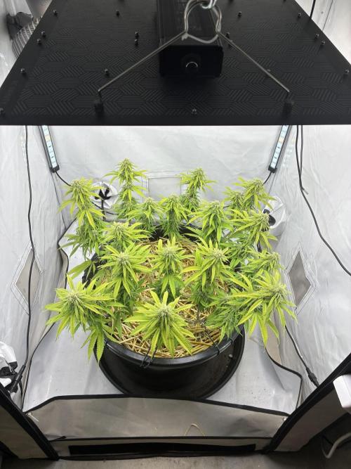 Tropicanna Poison F1 FF Mainline. Week 14