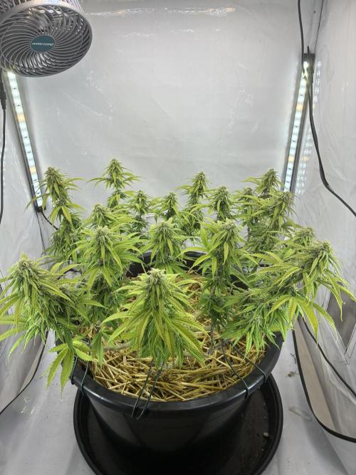 Tropicanna Poison F1 FF Mainline. Week 14