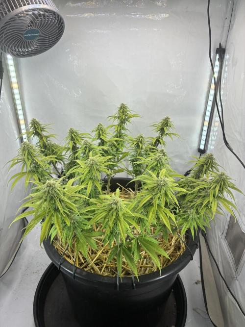 Tropicanna Poison F1 FF Mainline. Week 14
